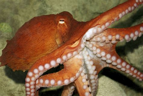 Pet octopus. Things To Know About Pet octopus. 